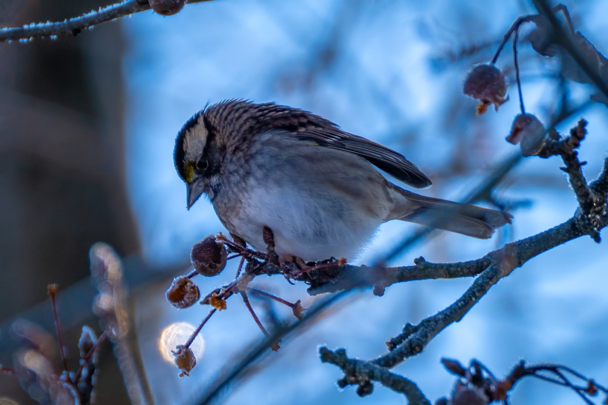 גיבתונית לבנת-גרון - ML647027219