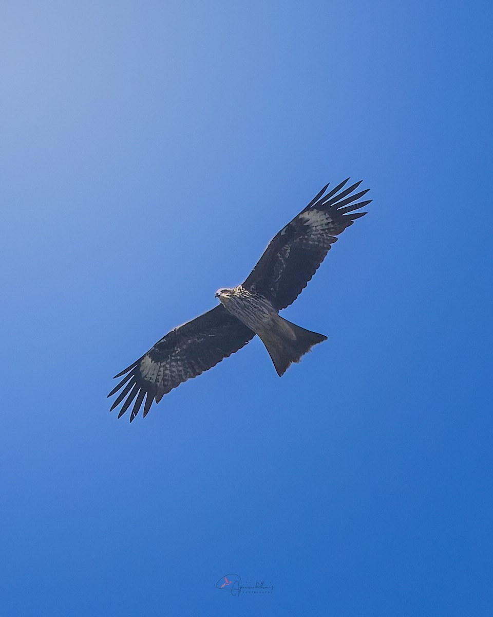 svartglente (lineatus/formosanus) (asiasvartglente) - ML647027224