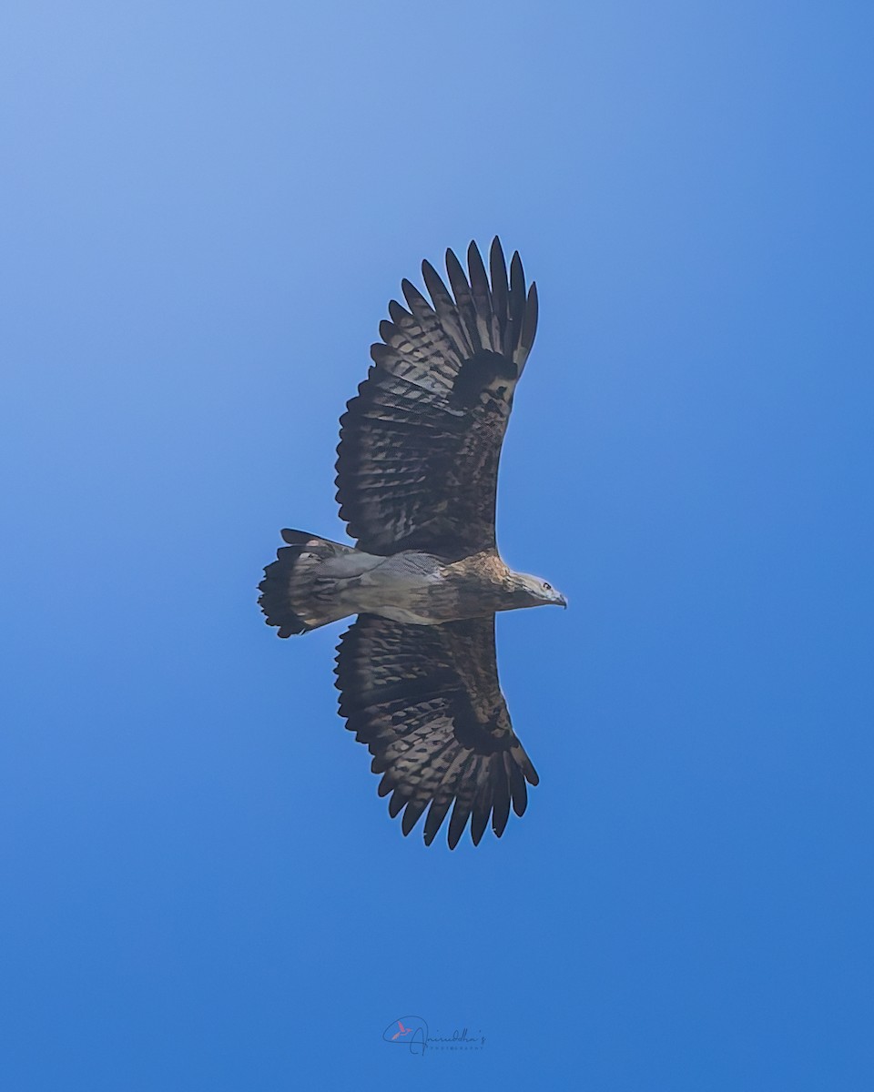 Gray-headed Fish-Eagle - ML647027238