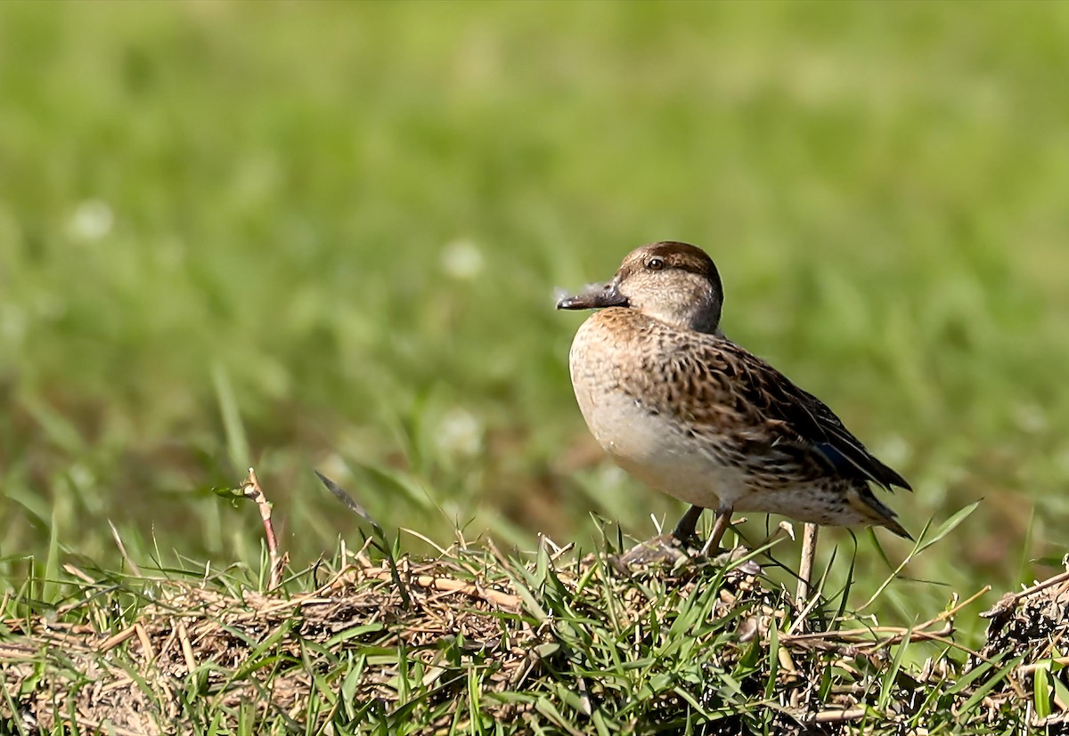 Green-winged Teal - ML647027242