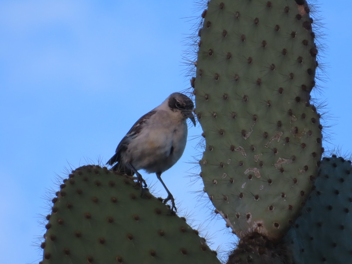 Galapagos Mockingbird - ML647027267