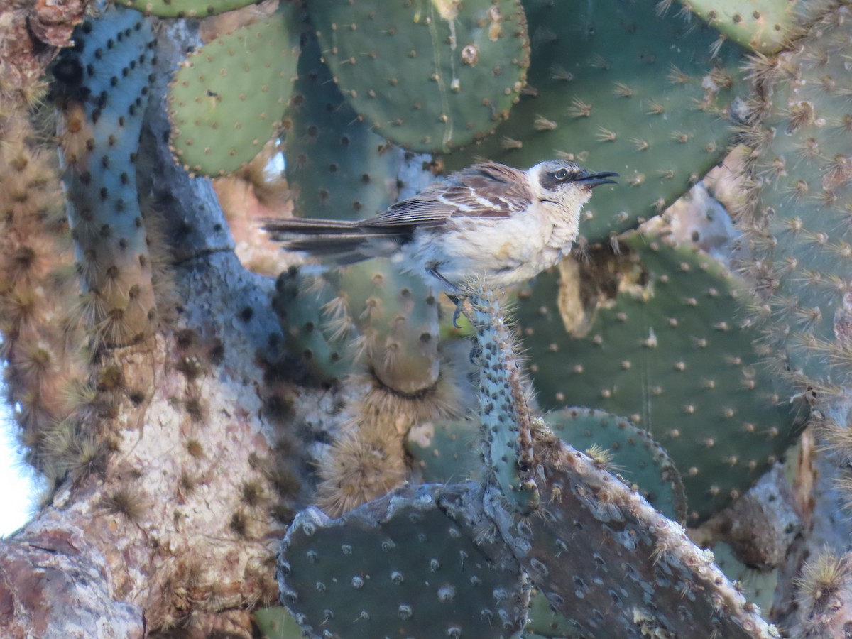 Galapagos Mockingbird - ML647027268