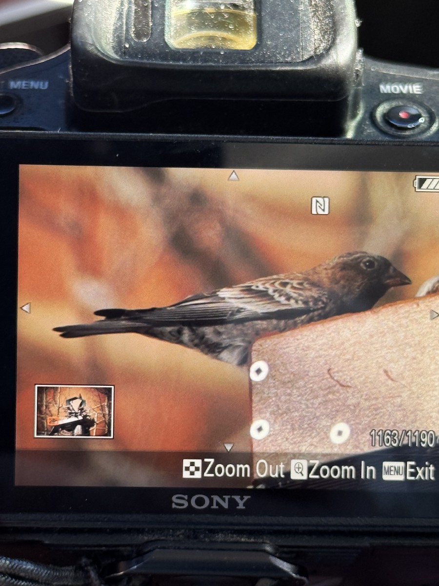 Brown-capped Rosy-Finch - ML647027276