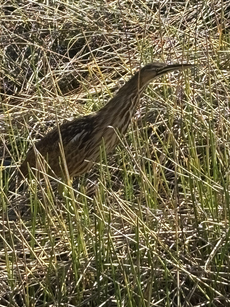 American Bittern - ML647027283