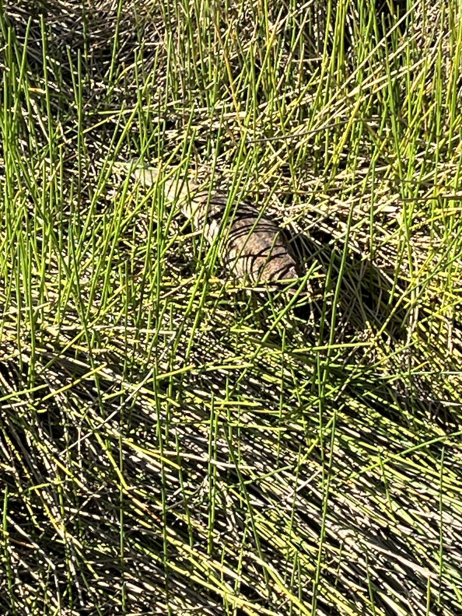American Bittern - ML647027284