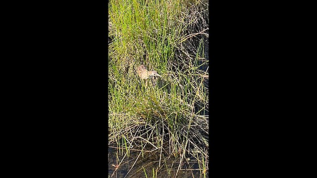 Avetoro Lentiginoso - ML647027285