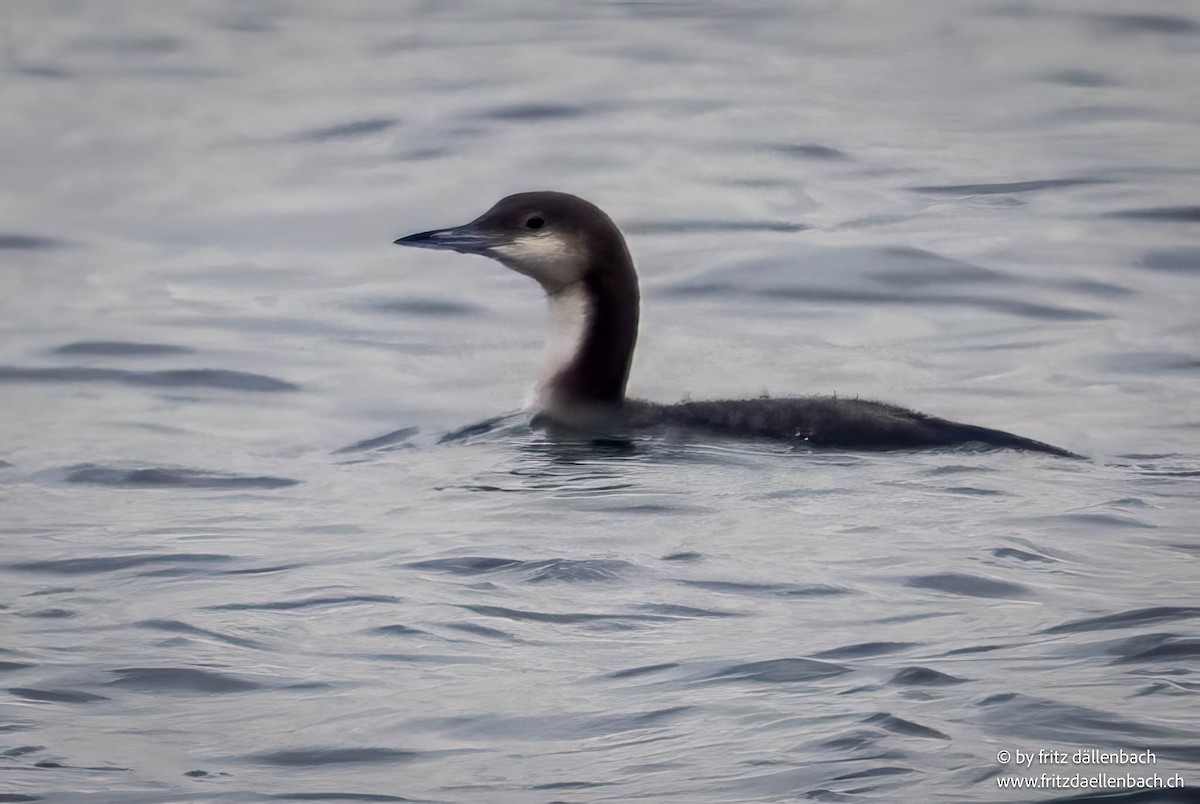 Arctic Loon - ML647027310