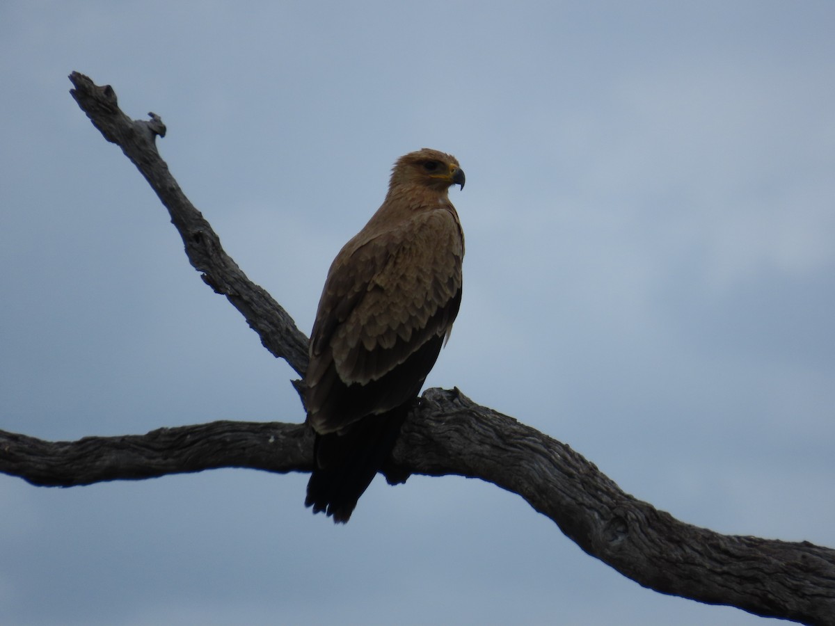 Tawny Eagle - ML647027322