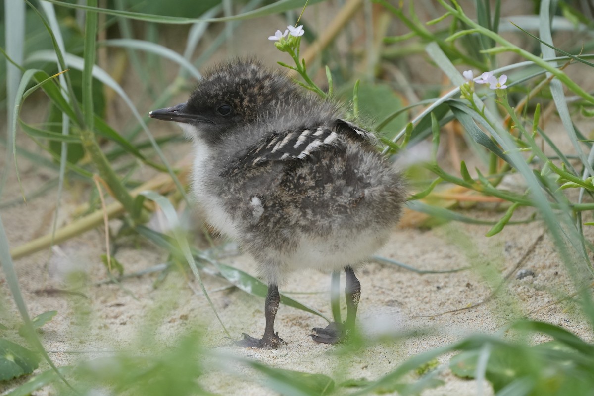 Sooty Tern - ML647027335