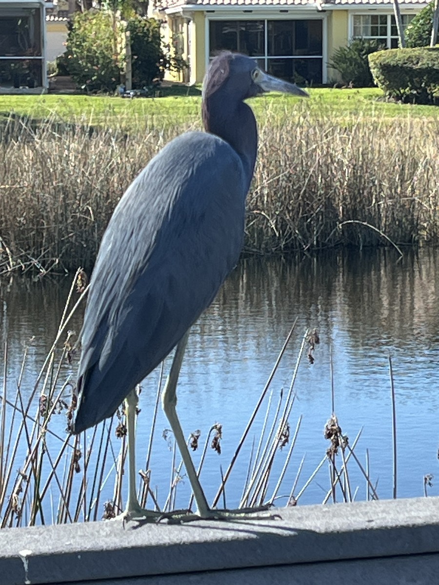 Little Blue Heron - ML647027341