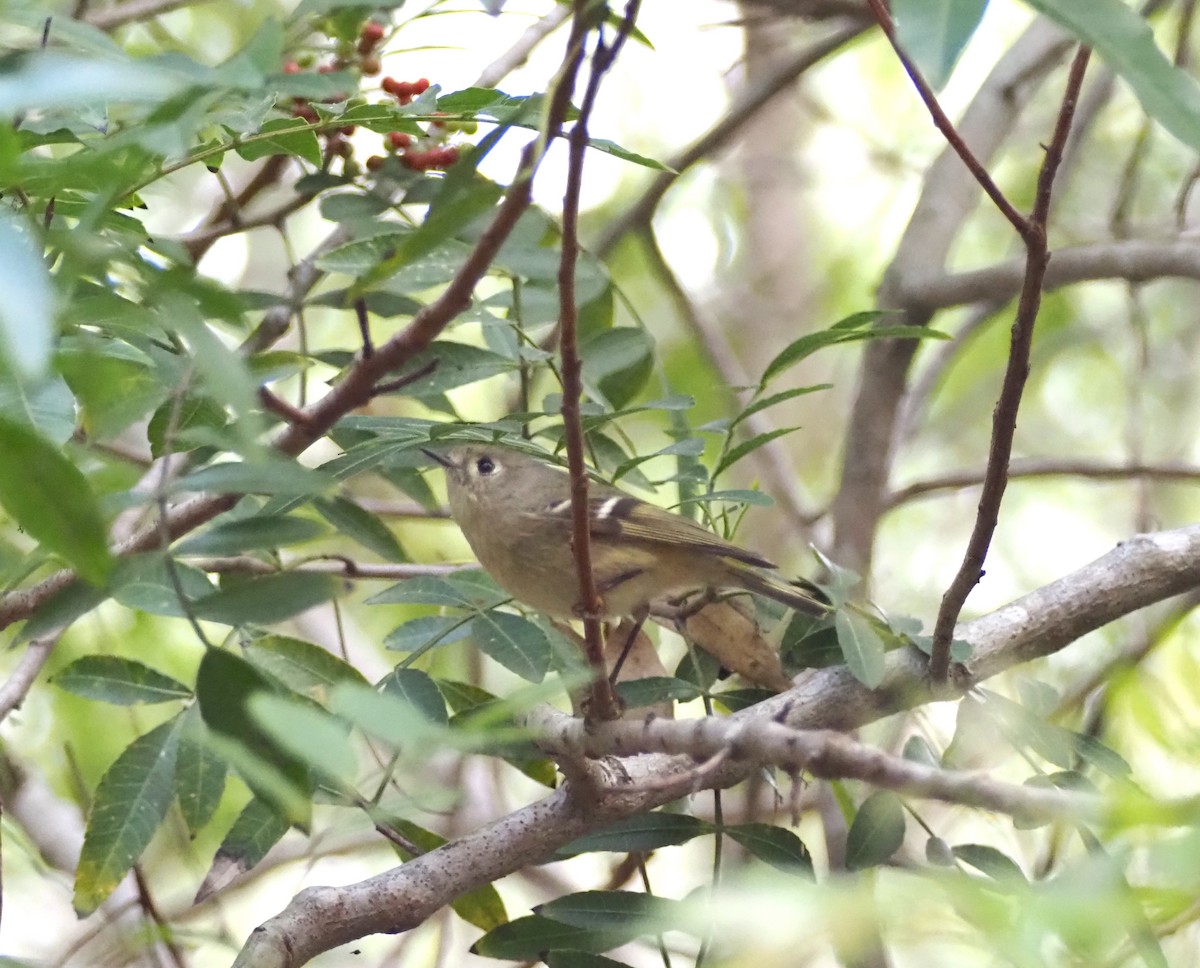 Ruby-crowned Kinglet - ML647027377