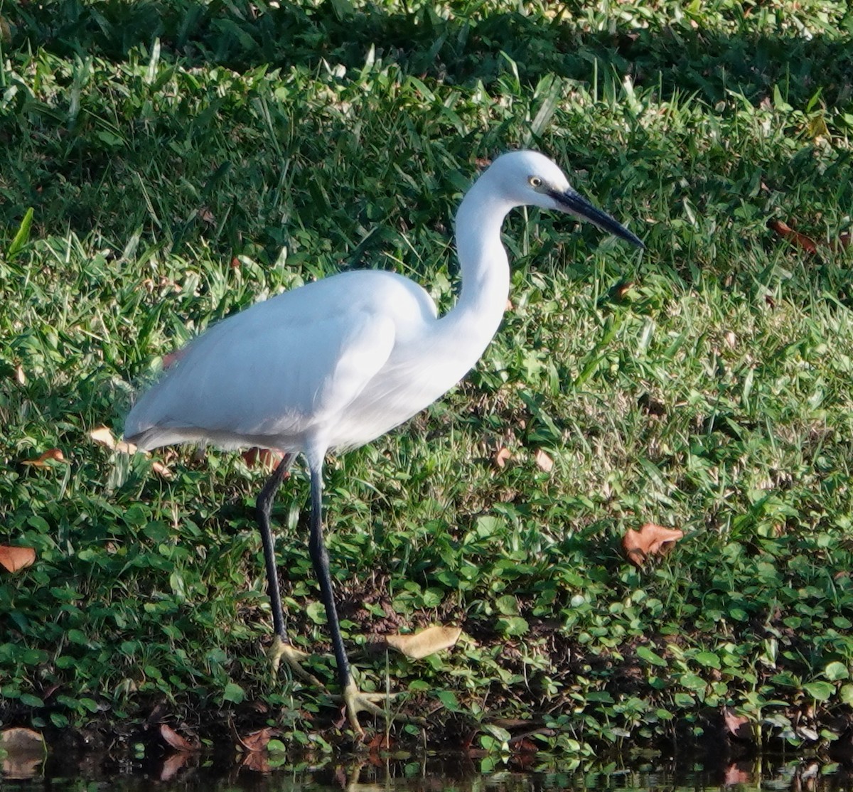 silkehegre - ML647027379