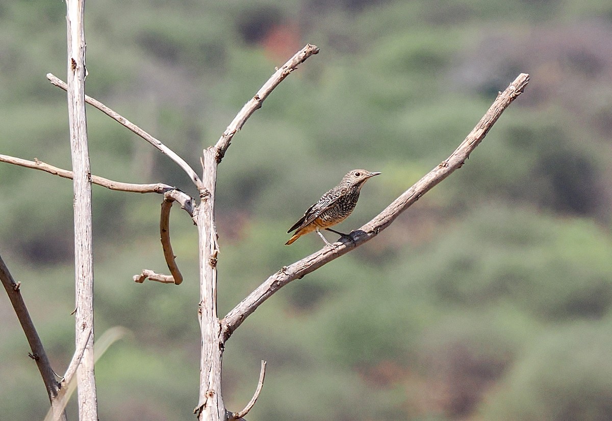 Rufous-tailed Rock-Thrush - ML647027380