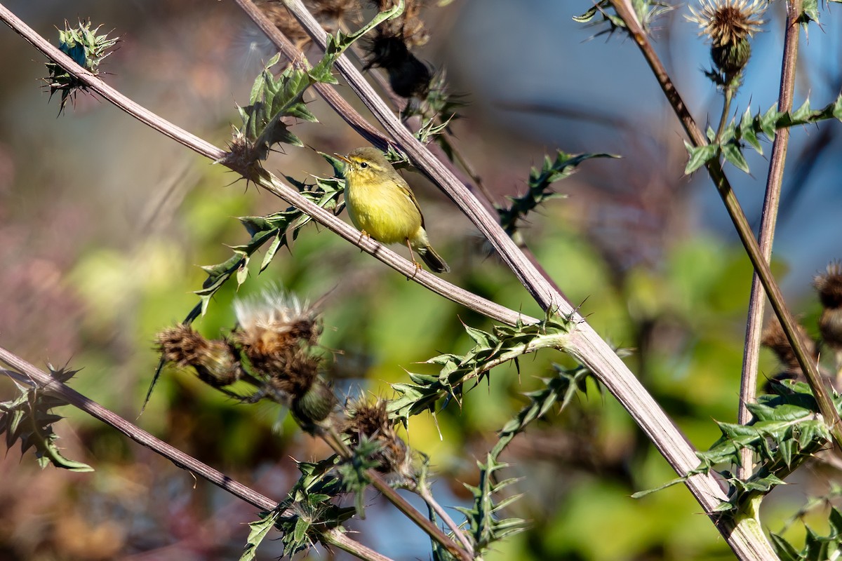 Tickell Çıvgını - ML647027392