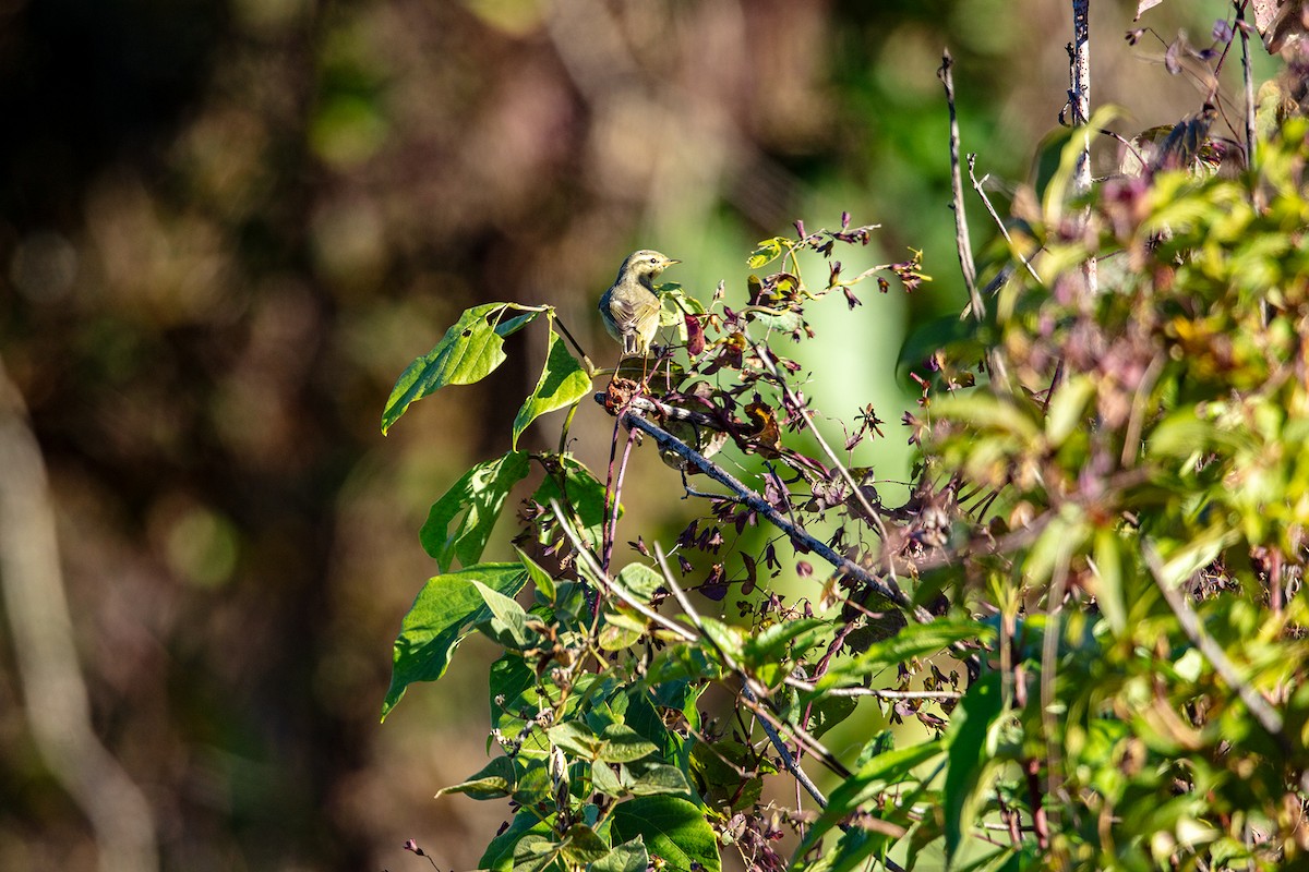 Tickell Çıvgını - ML647027393