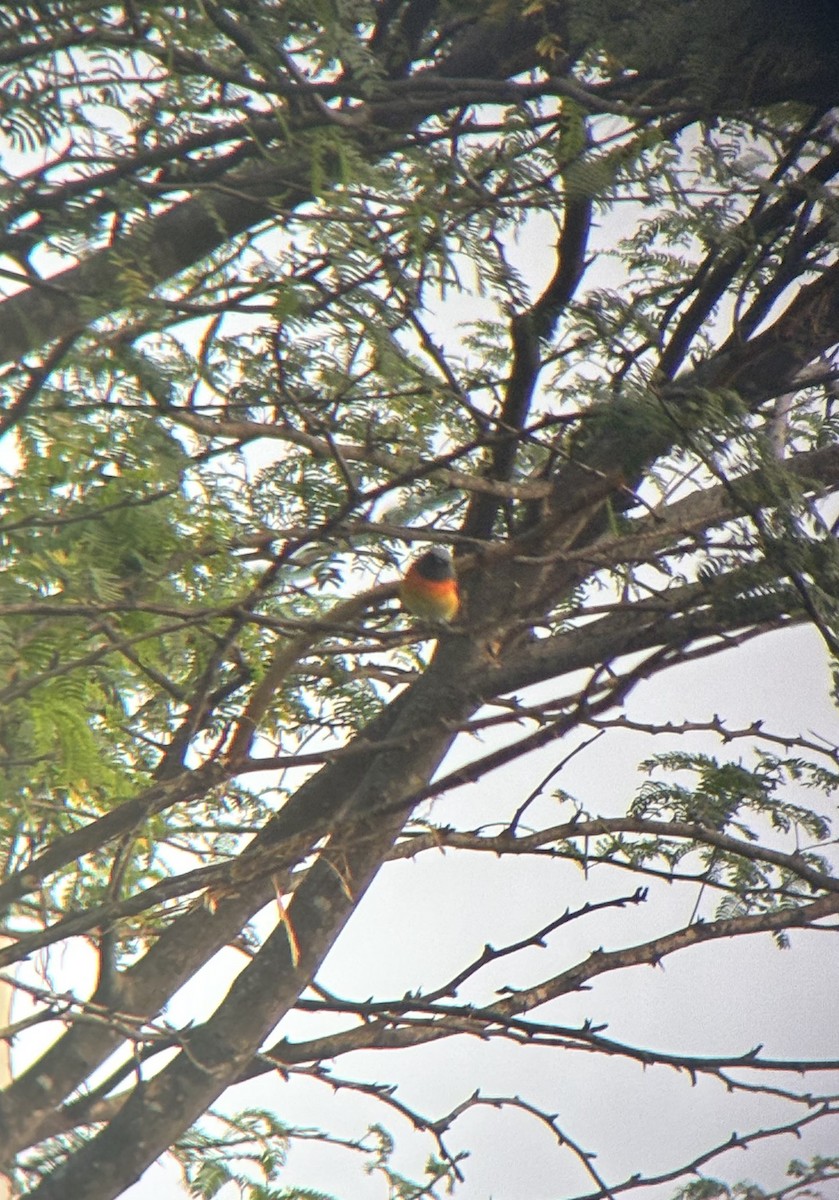 Zwergmennigvogel - ML647027398