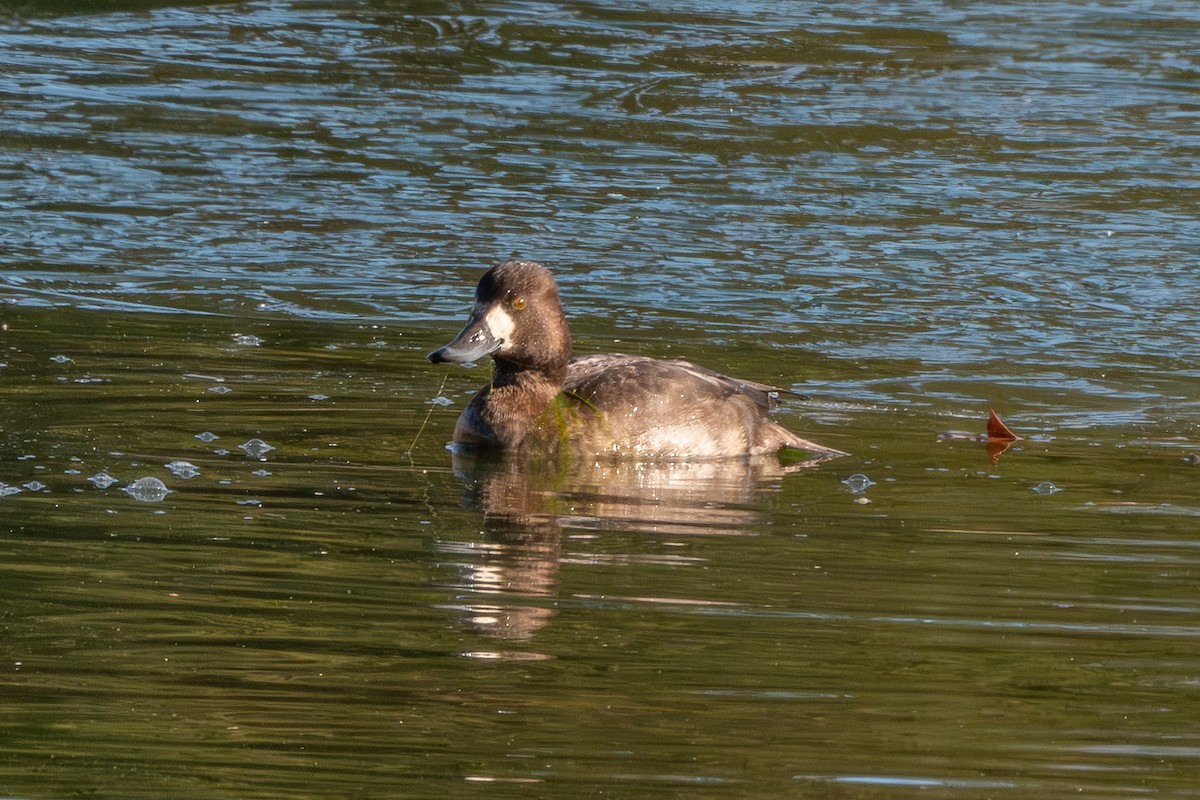 Moretta grigia - ML647027404