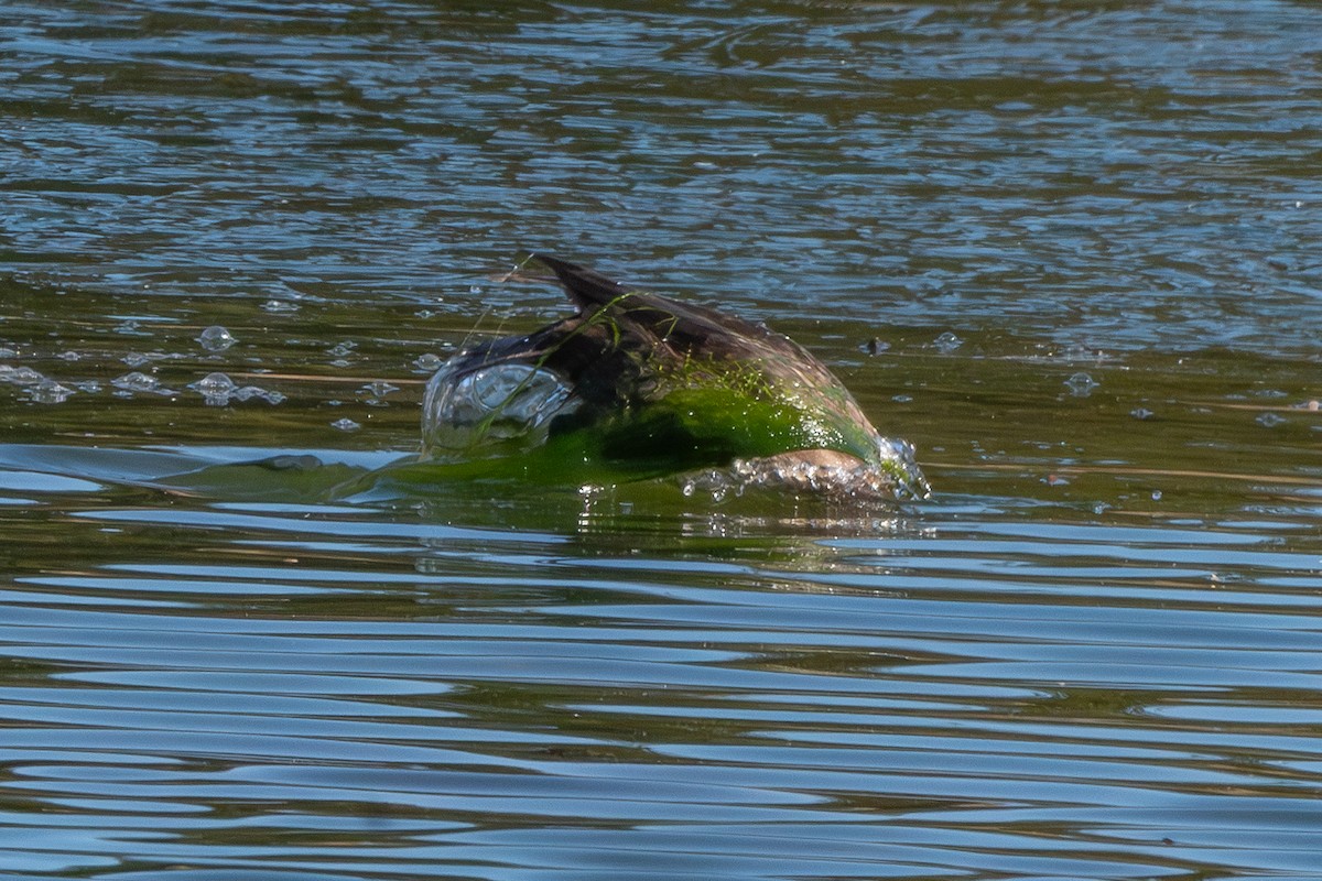 Moretta grigia - ML647027405