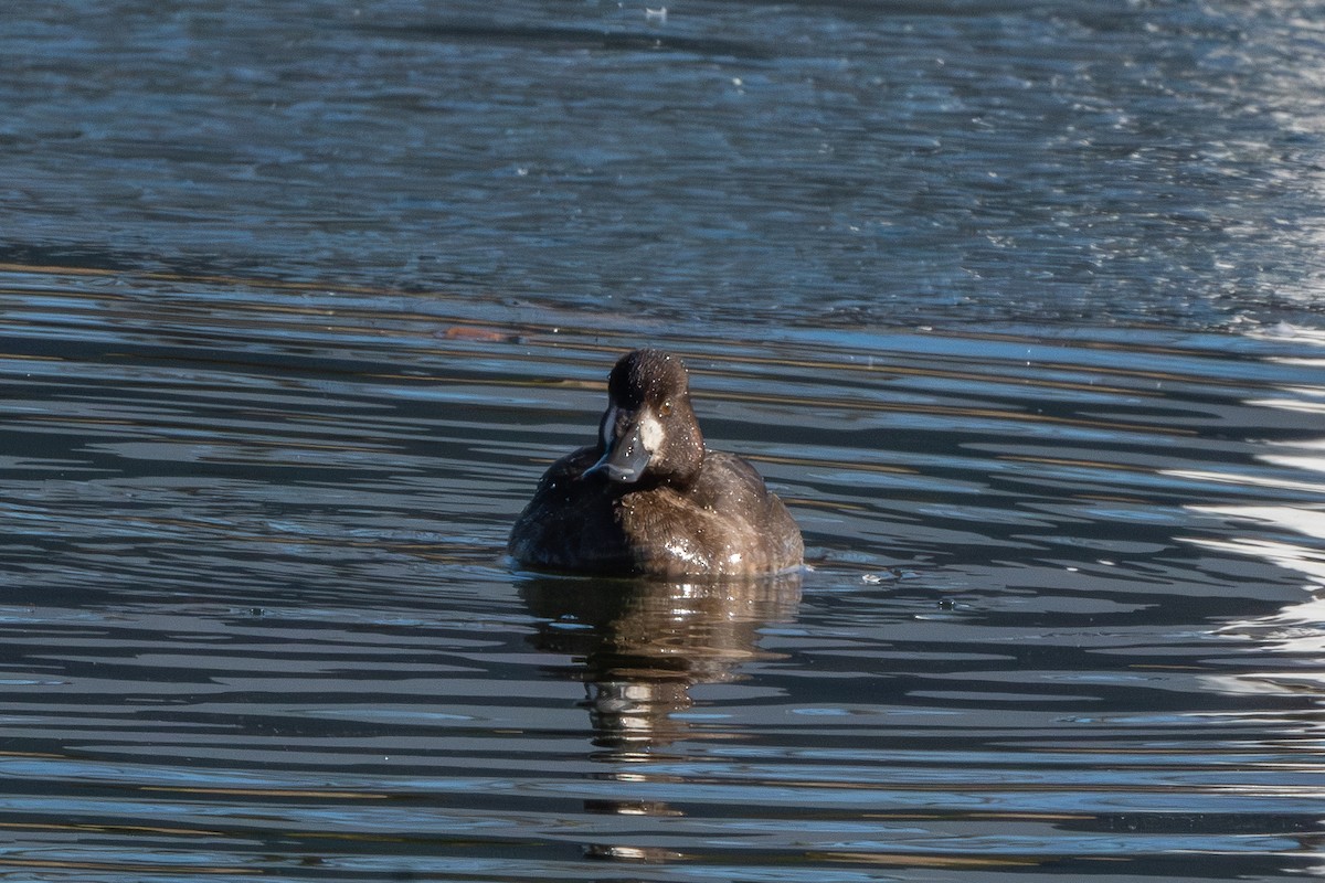 Moretta grigia - ML647027406