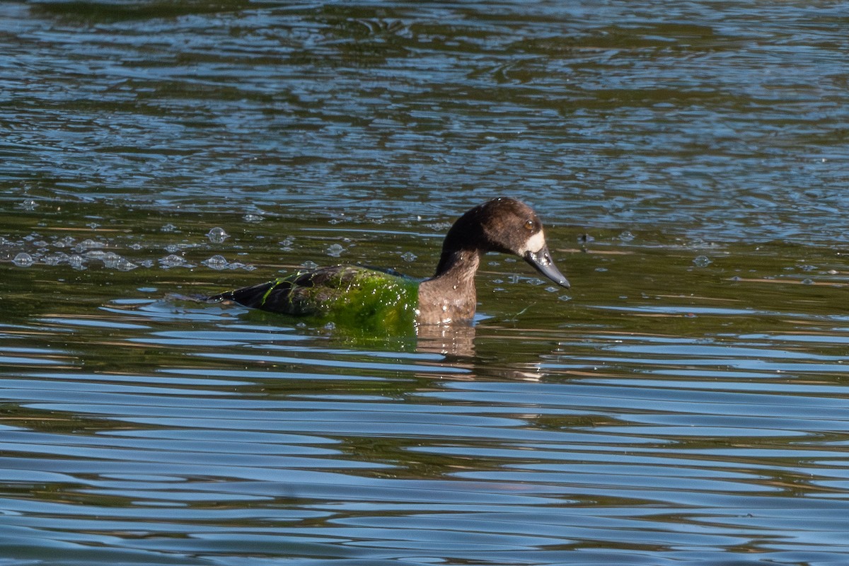 polák kaholka - ML647027407