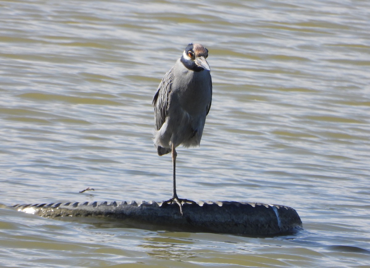 Yellow-crowned Night Heron - ML647027412