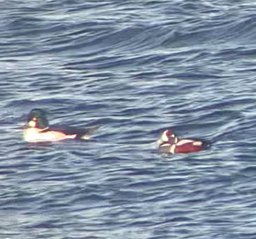 Ahate arlekina - ML647027414