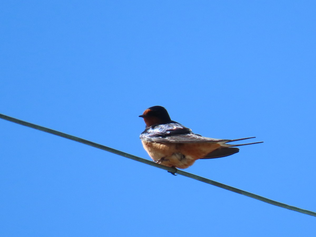 vlaštovka obecná - ML647027484