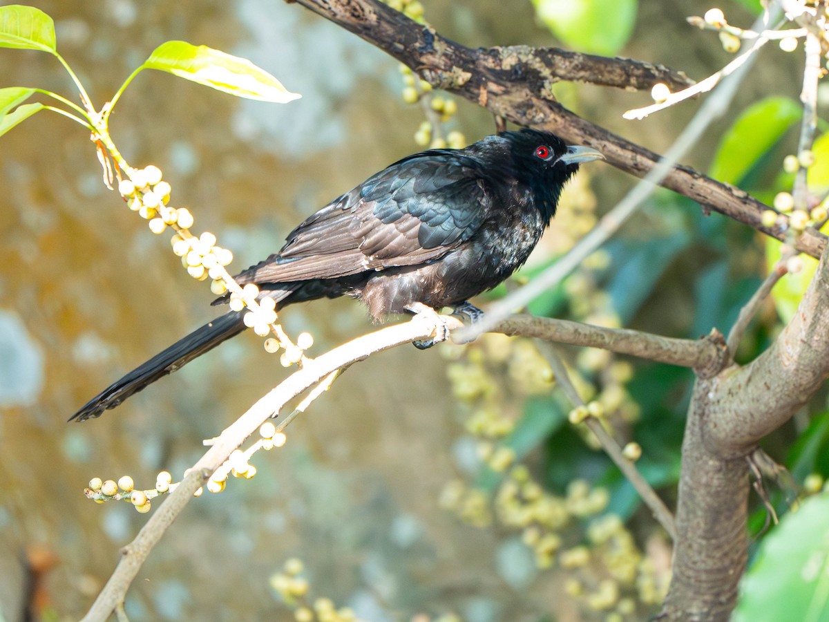 Asian Koel - ML647027491