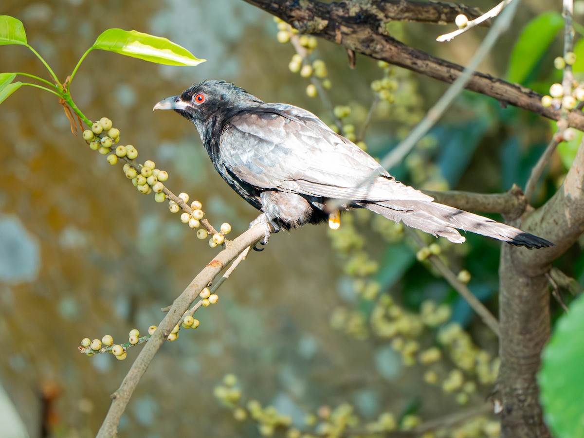 Asian Koel - ML647027492