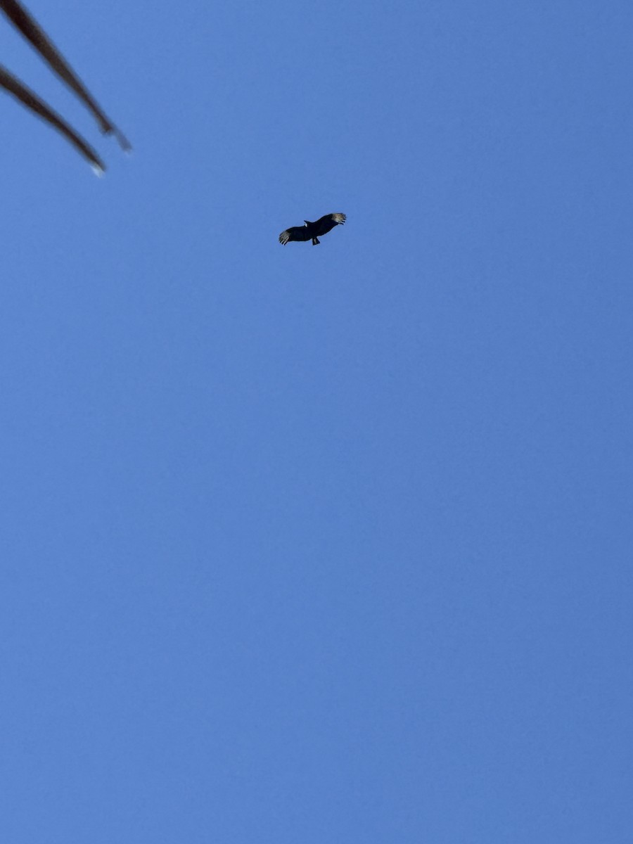 Black Vulture - ML647027493