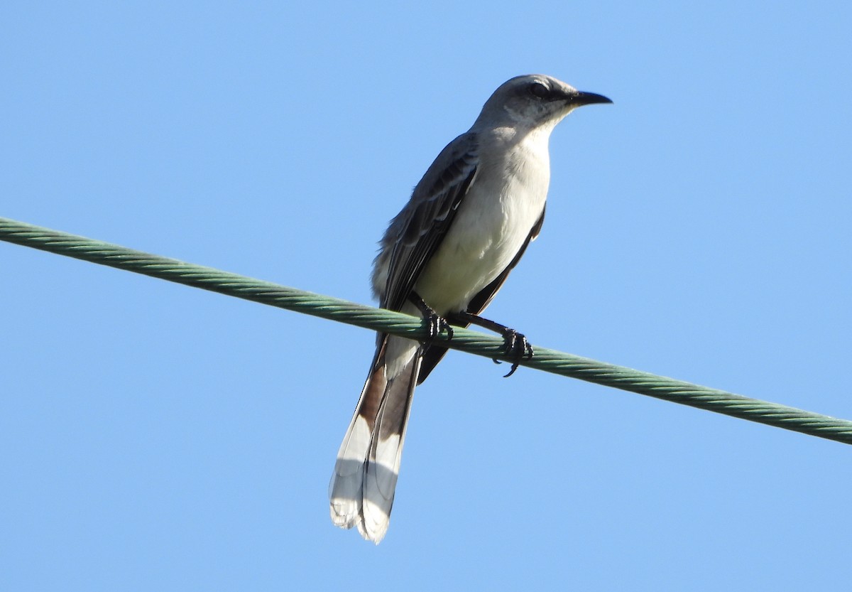 Tropikal Taklitçi - ML647027501