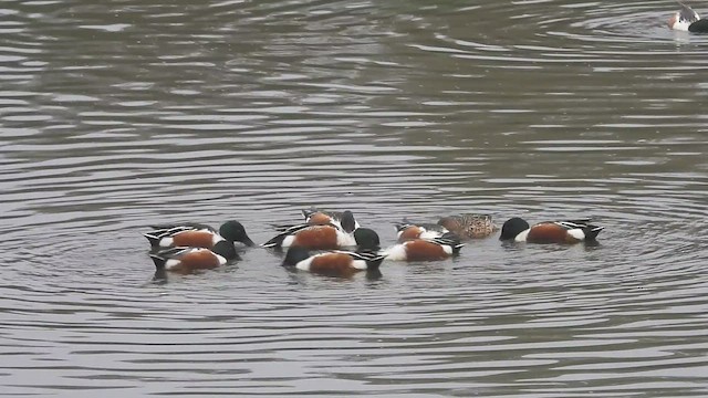 Cuchara Común - ML647027503