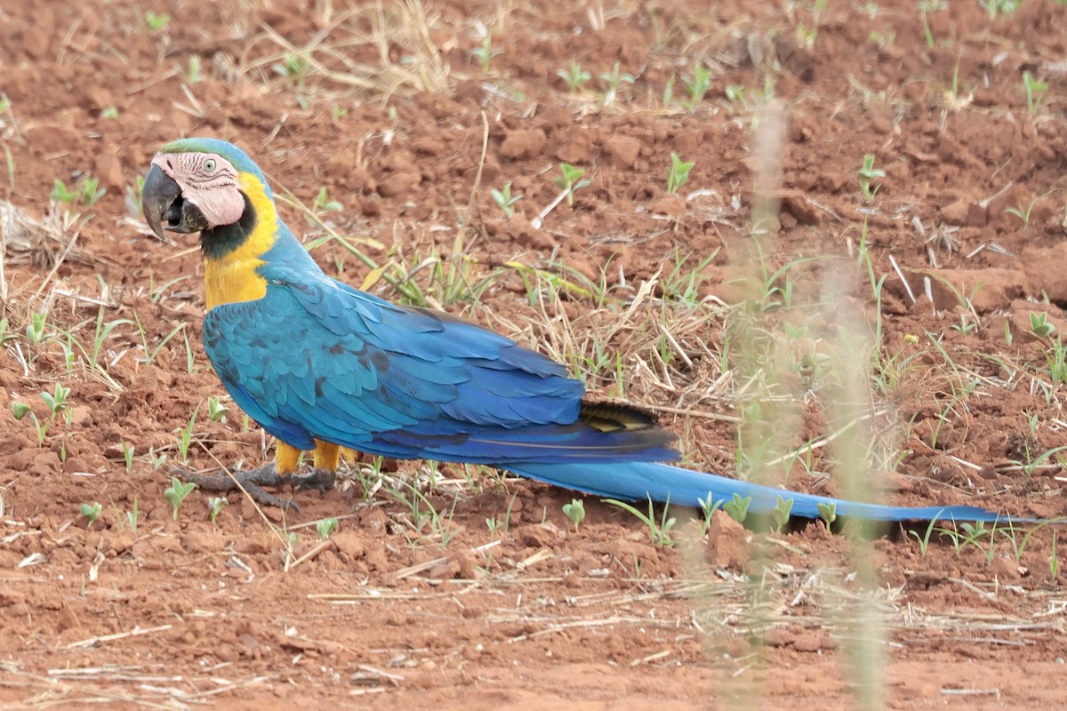 Blue-and-yellow Macaw - ML647027505