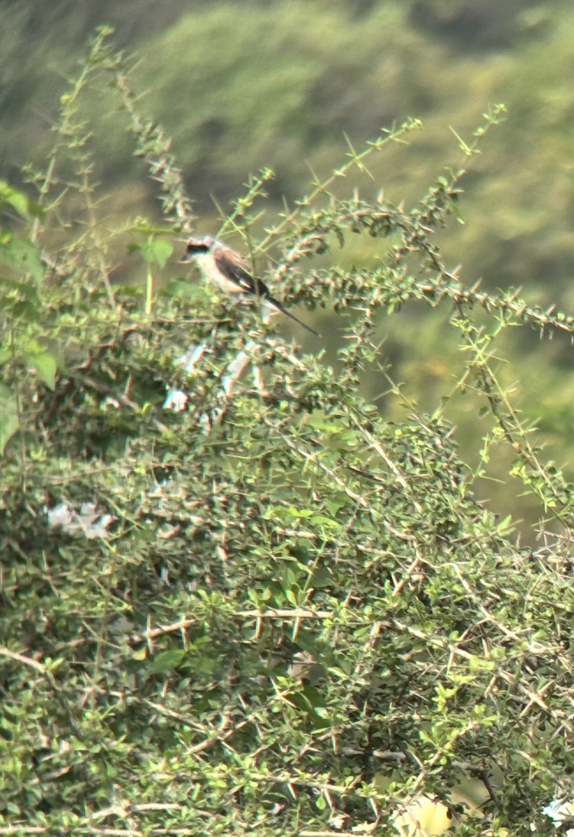 棕背伯勞 - ML647027507