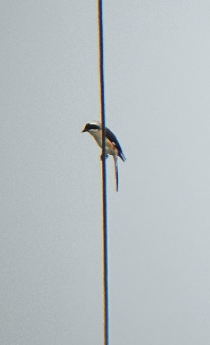 棕背伯勞 - ML647027508