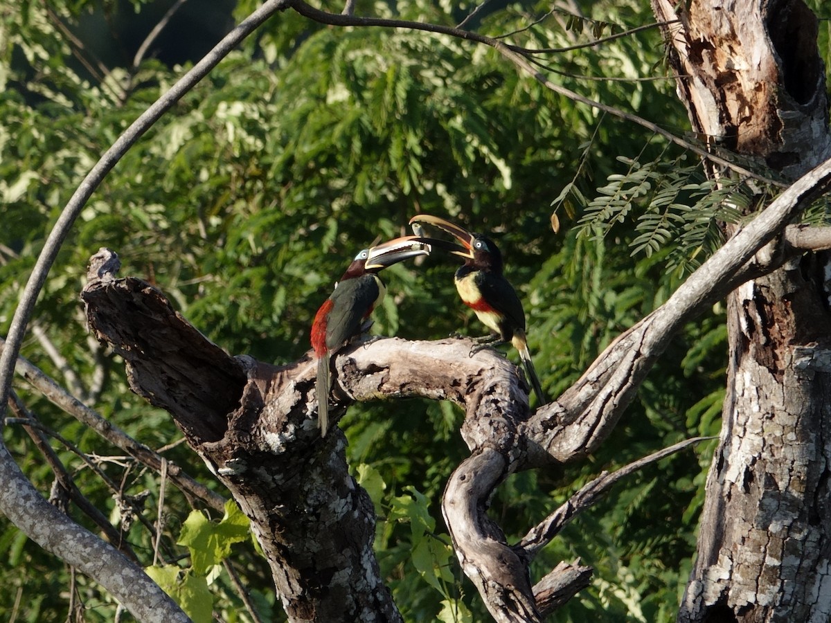 Arasarí Caripardo - ML647027512