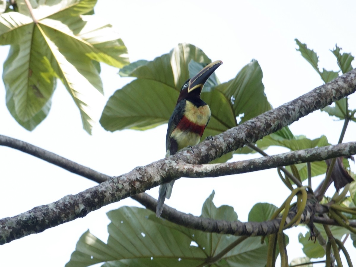 Arasarí Caripardo - ML647027513
