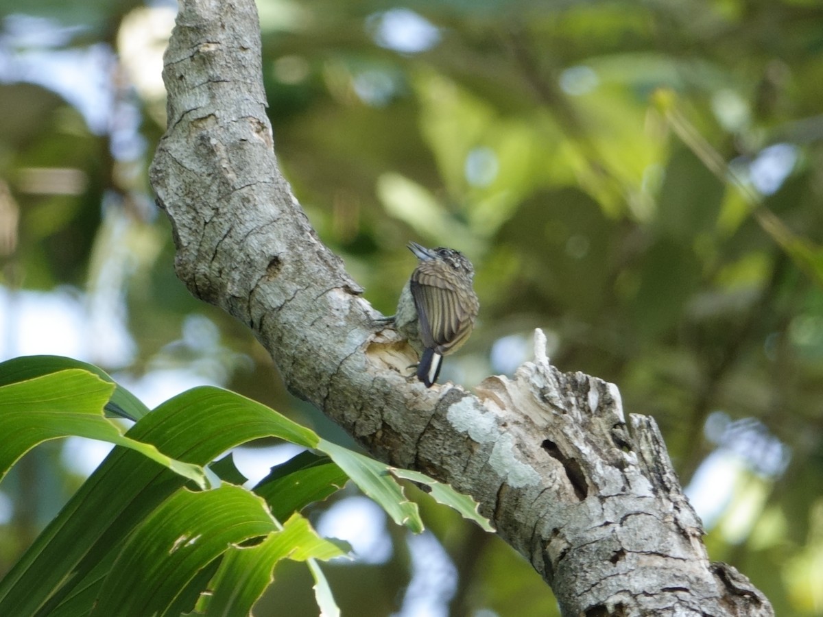 Lafresnaye's Piculet - ML647027519
