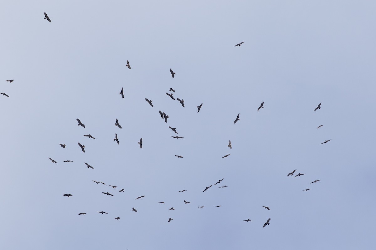 Black Kite - ML647027520