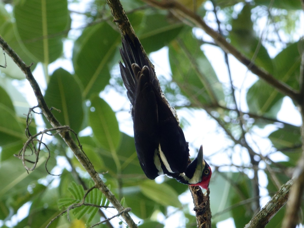 Crimson-crested Woodpecker - ML647027523