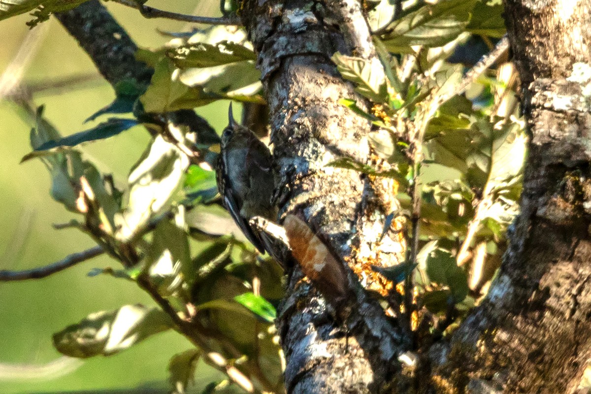 Hume's Treecreeper - ML647027527