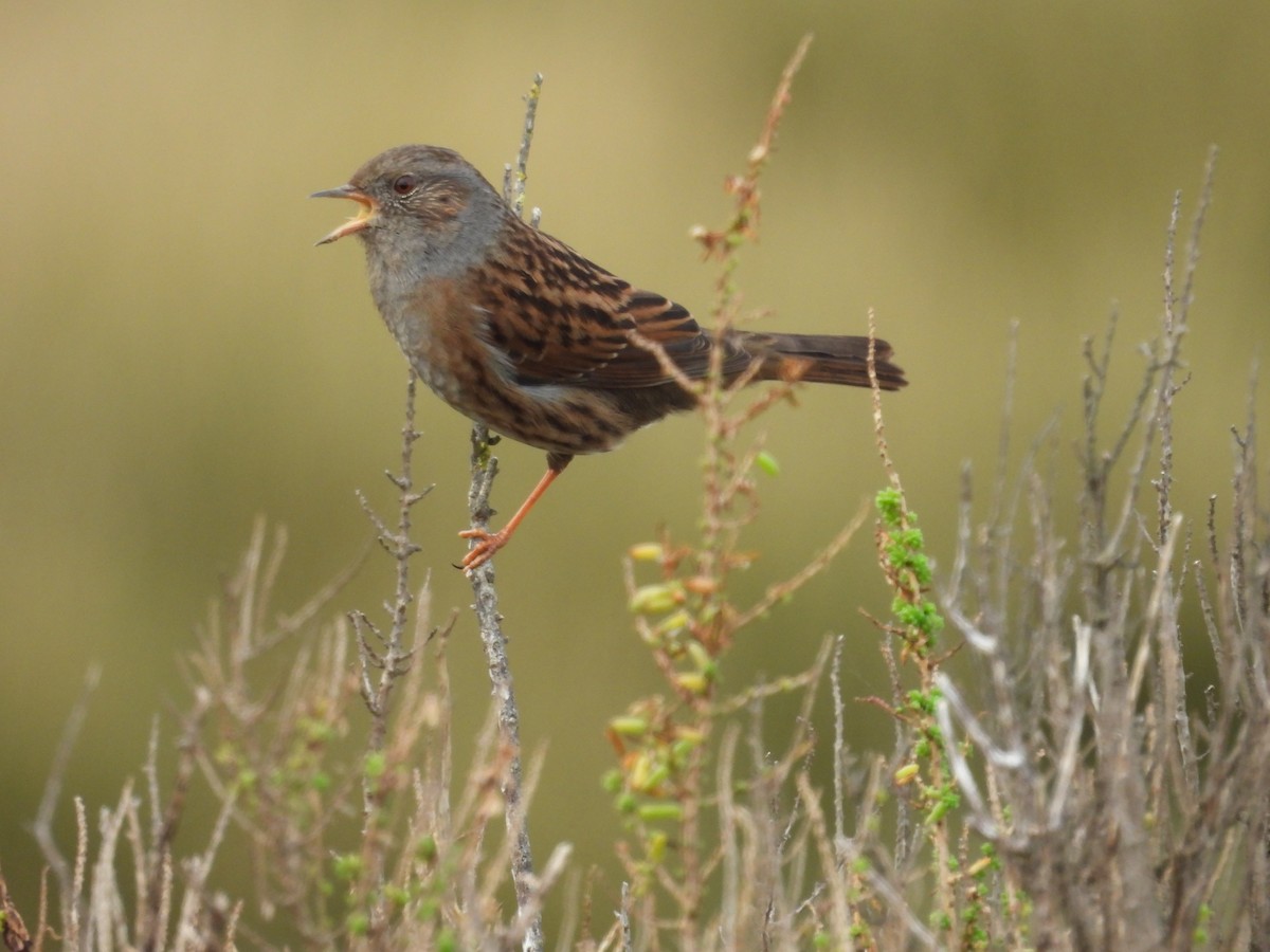 Accenteur mouchet - ML647027531