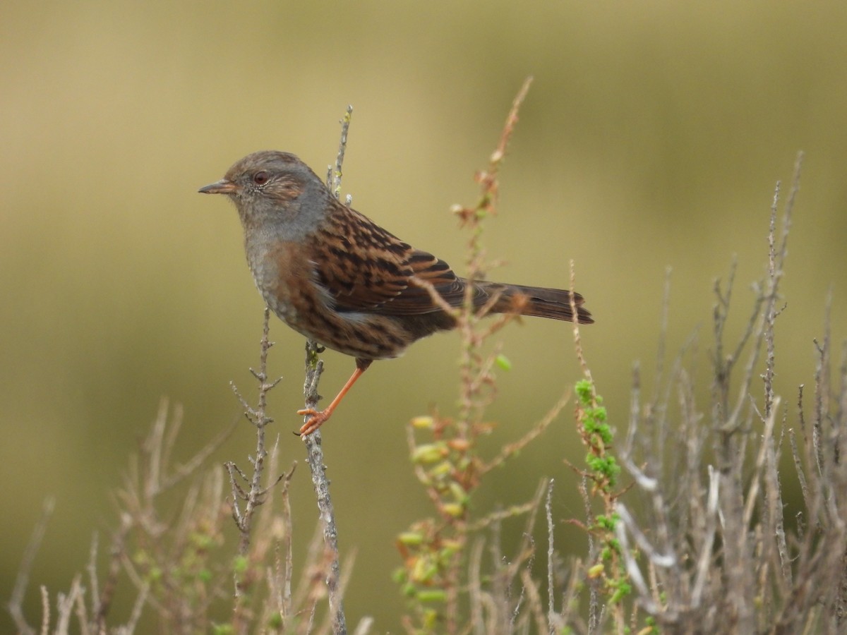 Accenteur mouchet - ML647027533