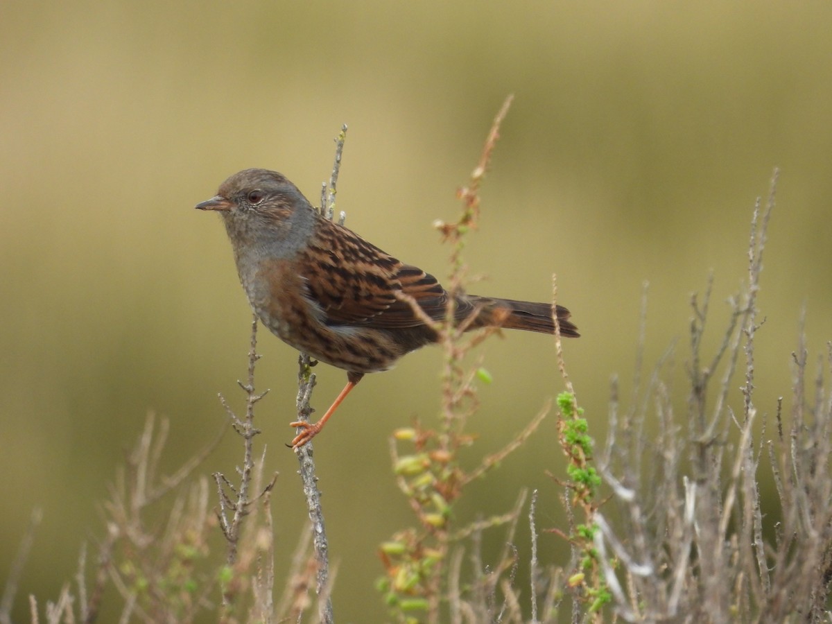 Accenteur mouchet - ML647027534