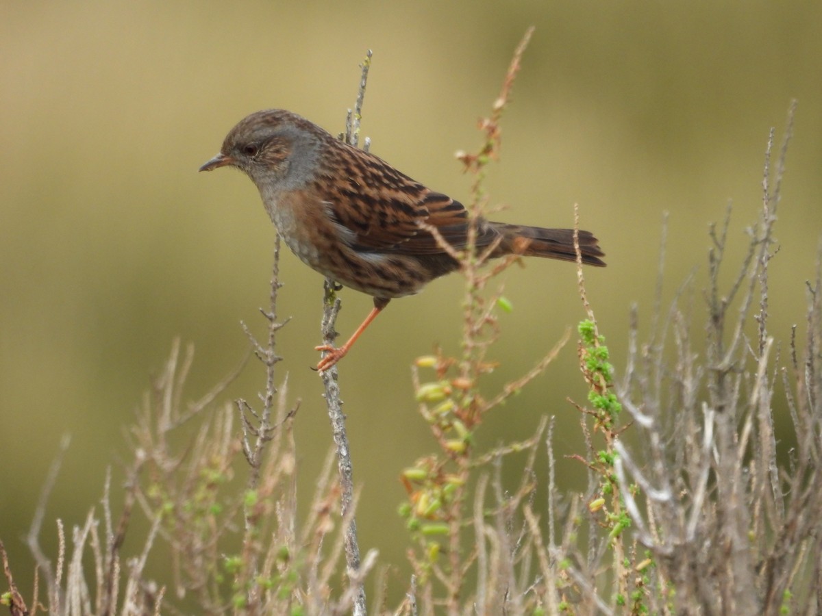 Accenteur mouchet - ML647027536