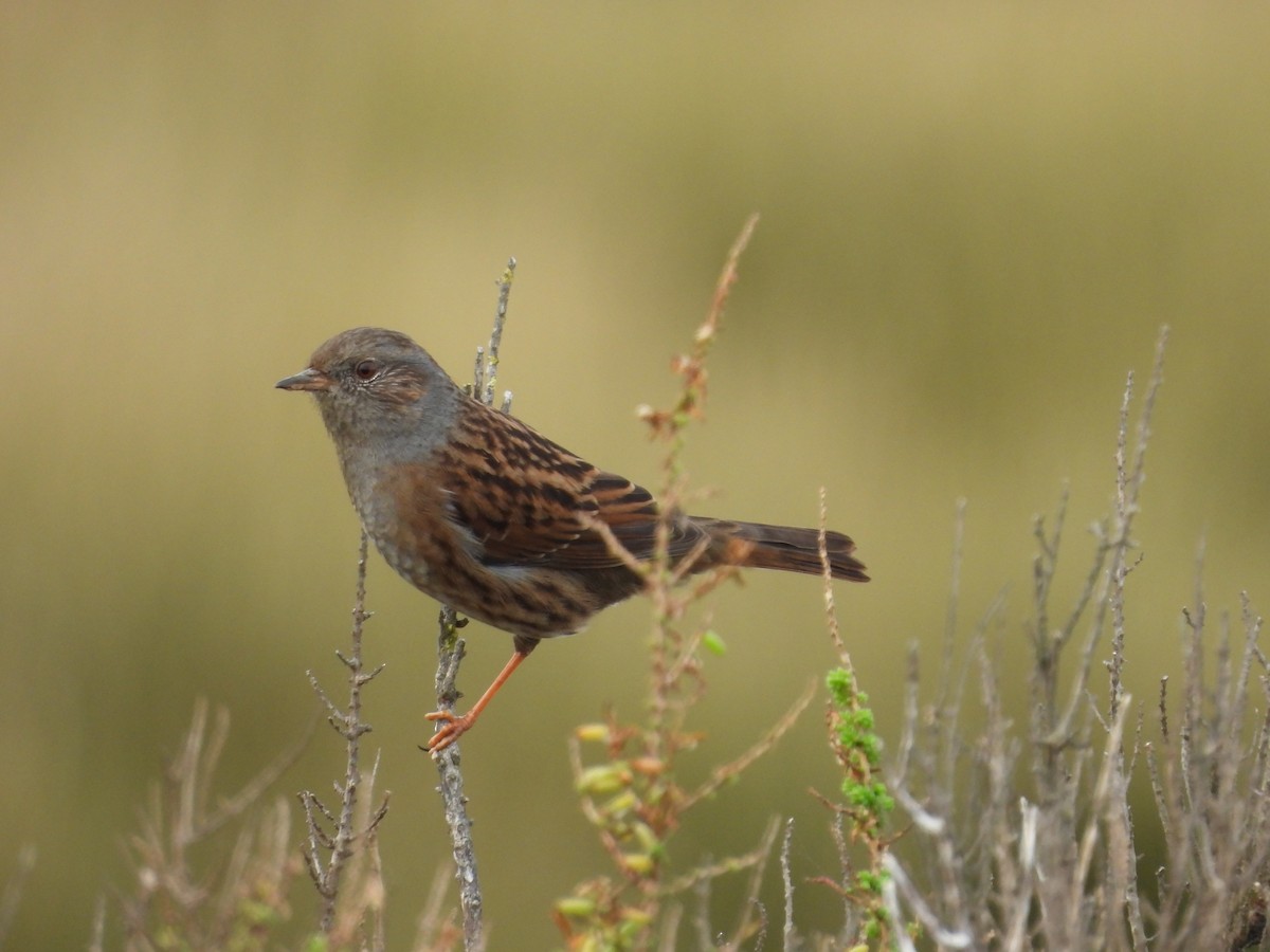 Accenteur mouchet - ML647027537