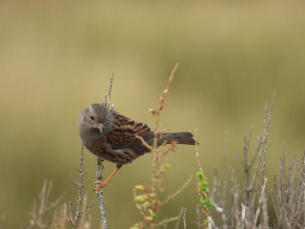Accenteur mouchet - ML647027538