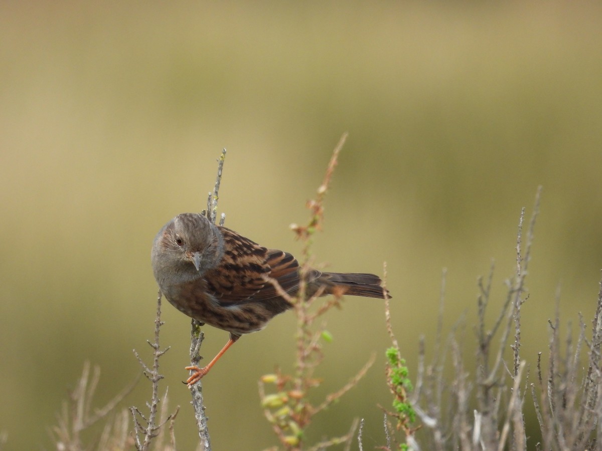 Accenteur mouchet - ML647027539
