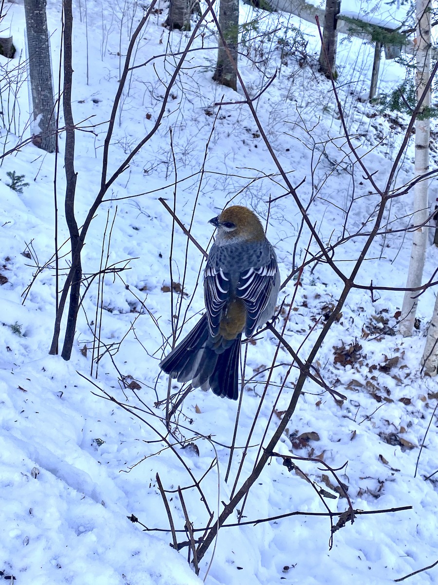 konglebit - ML647027541