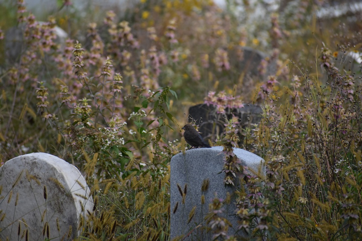 Tordo Cabecipardo - ML647027545